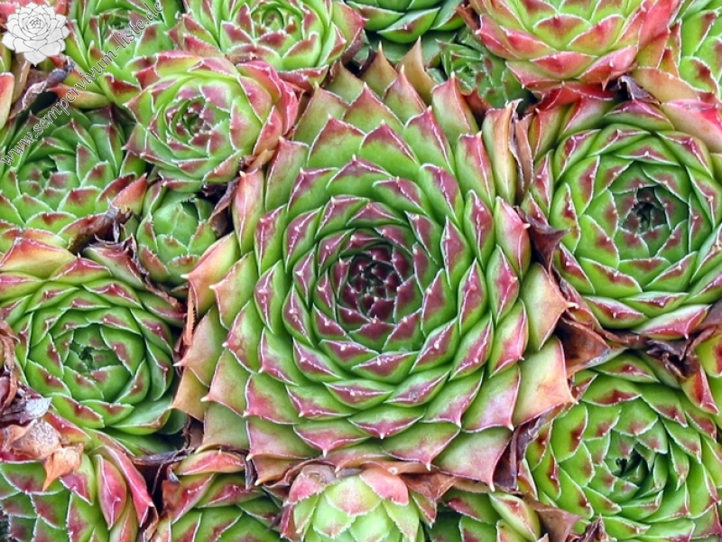 tectorum var. tectorum (boutignyanum)