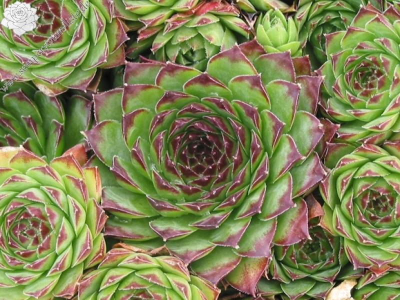 tectorum var. tectorum (boutignyanum)