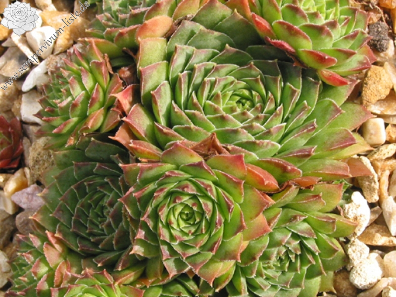 tectorum var. tectorum (boutignyanum)