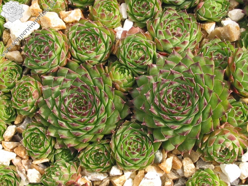 tectorum var. tectorum (boutignyanum)