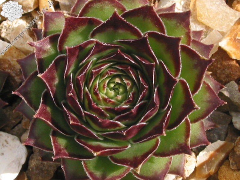 tectorum var. tectorum (boutignyanum)