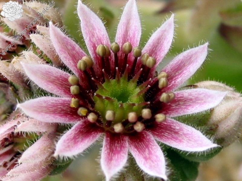 tectorum var. tectorum (boutignyanum)