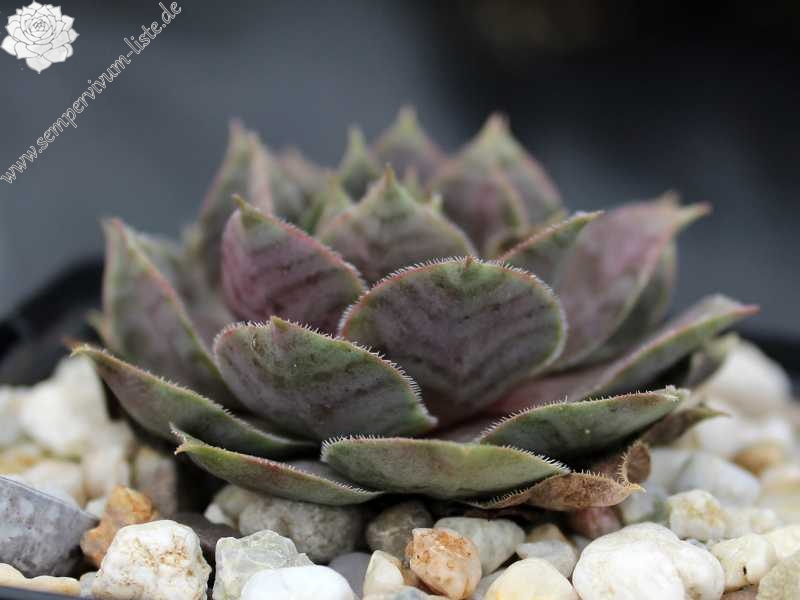 tectorum (aureum)
