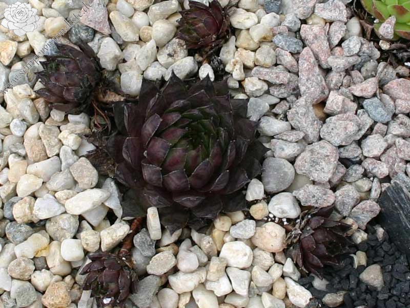 tectorum (rubrum)