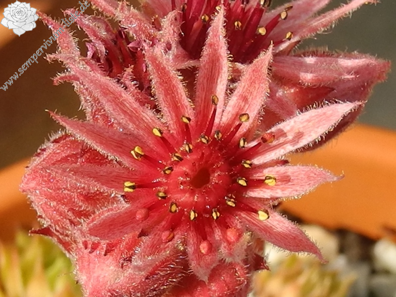 tectorum (spinosum)