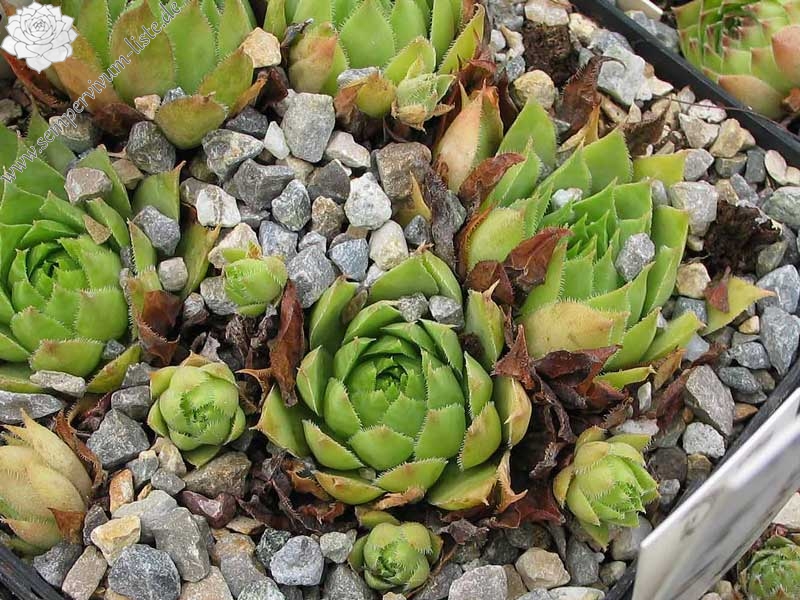 tectorum (thorntonii) from Iran