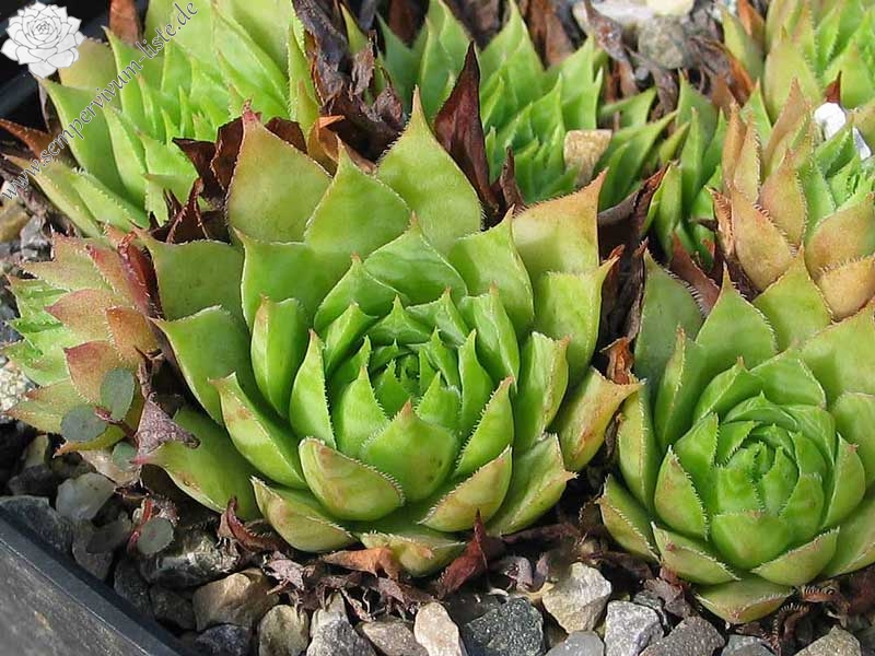 tectorum (thorntonii) from Iran