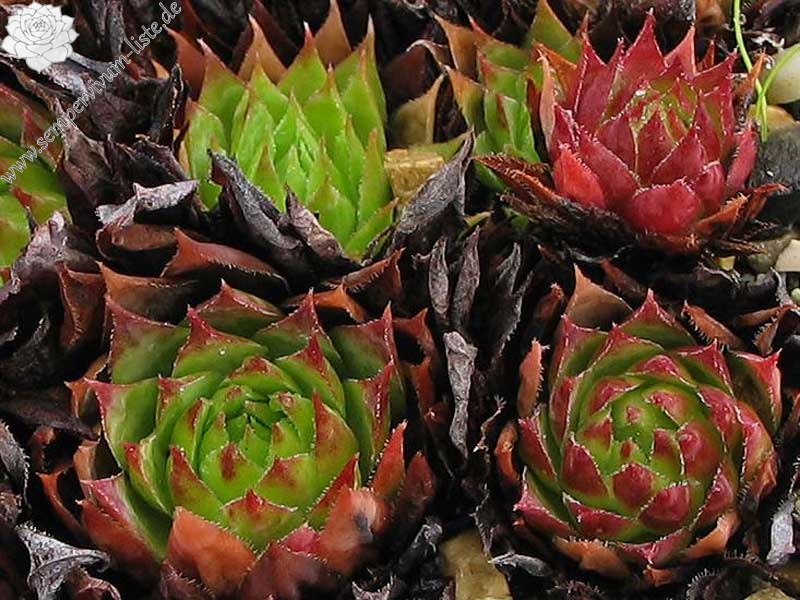 tectorum (thorntonii) from Iran