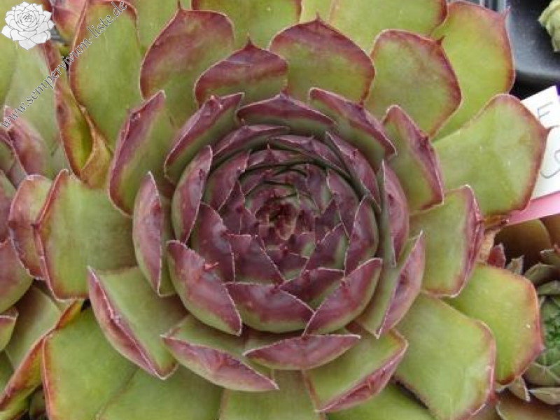 tectorum (triglense)