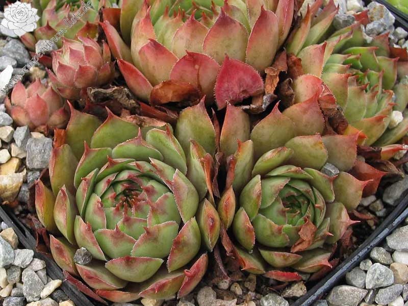 tectorum (triglense)