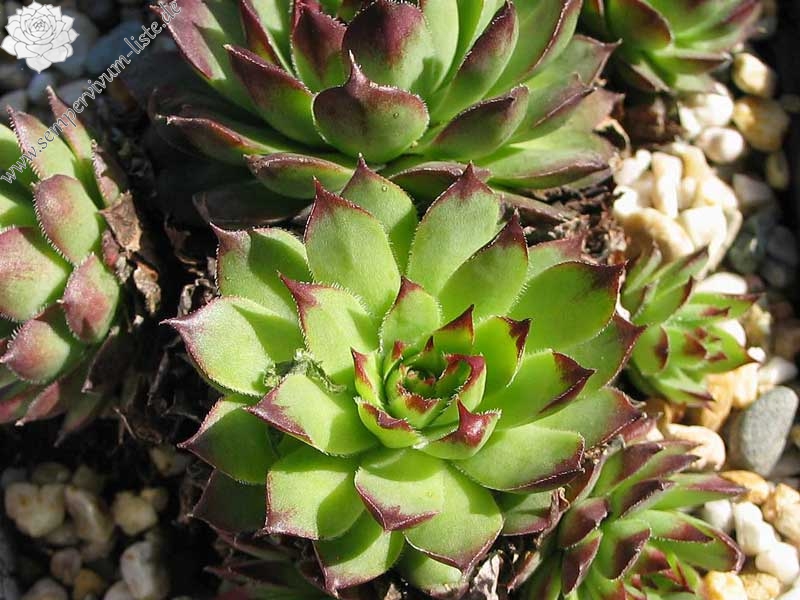 tectorum from Allier