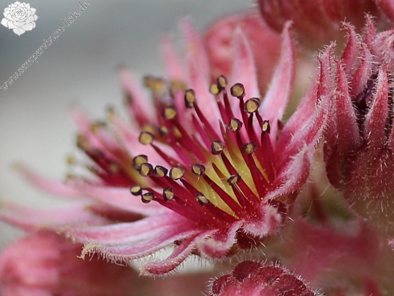 tectorum from Allier