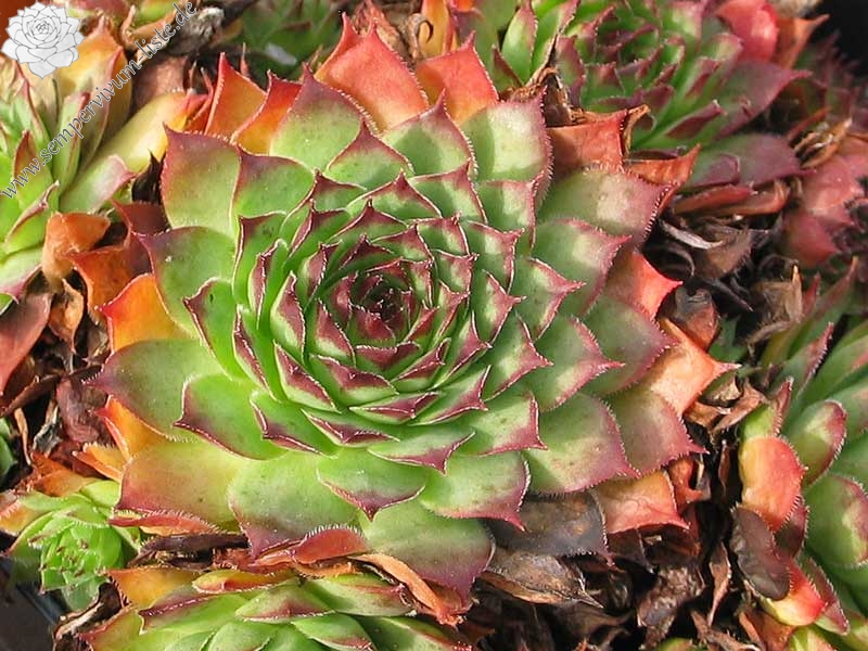 tectorum from Allier