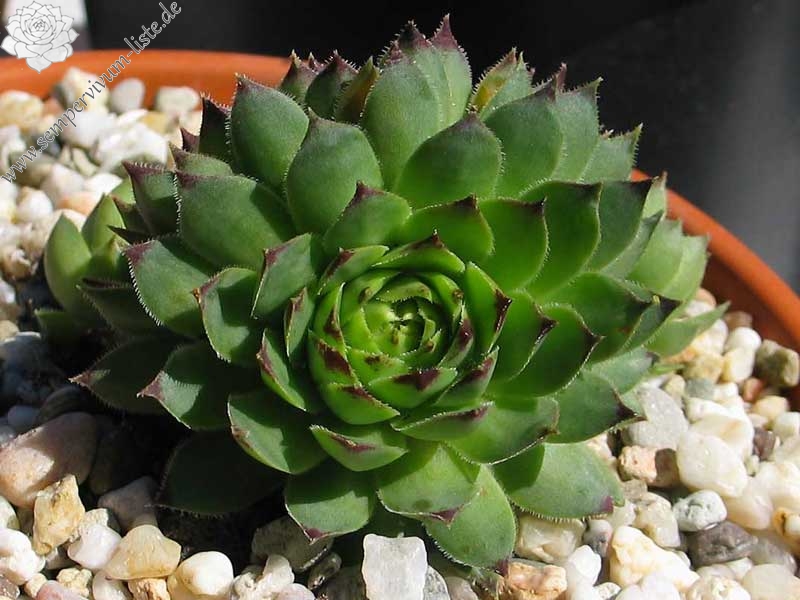 tectorum from Benasque