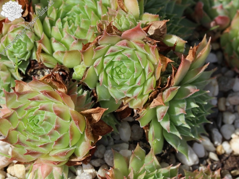 tectorum from Cascade de la Pisse