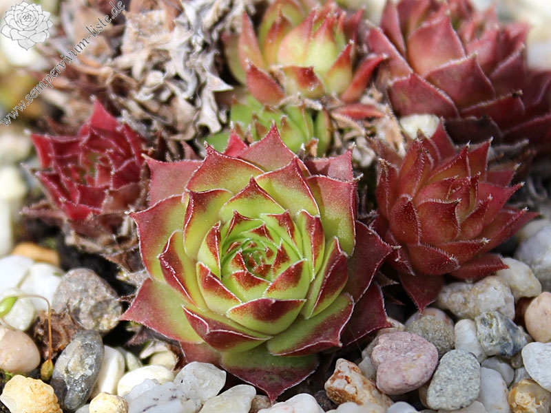 tectorum from Cascade de la Pisse