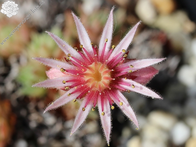 tectorum from Cascade de la Pisse