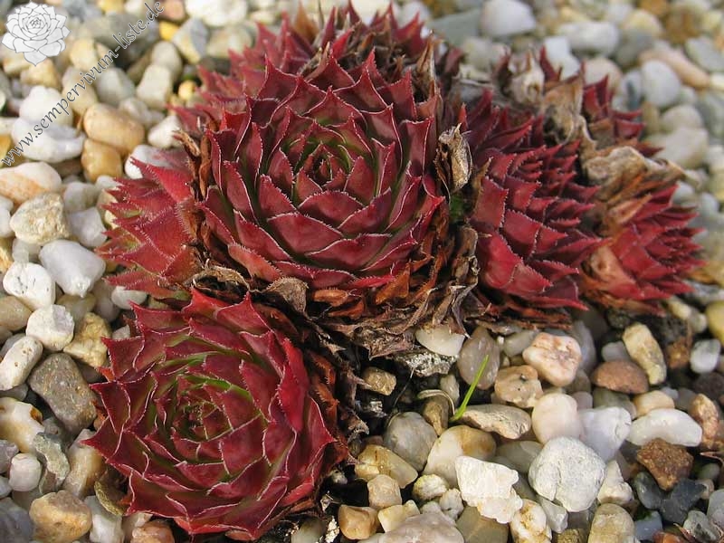 tectorum from Cascade de la Pisse