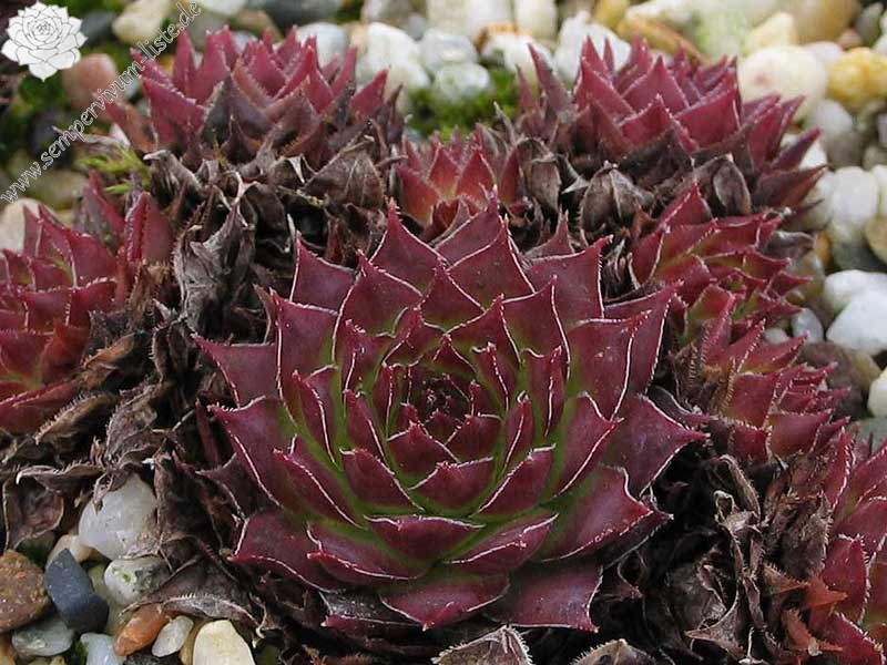 tectorum from Cascade de la Pisse
