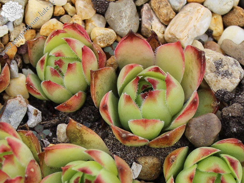 tectorum from Château de Polignac