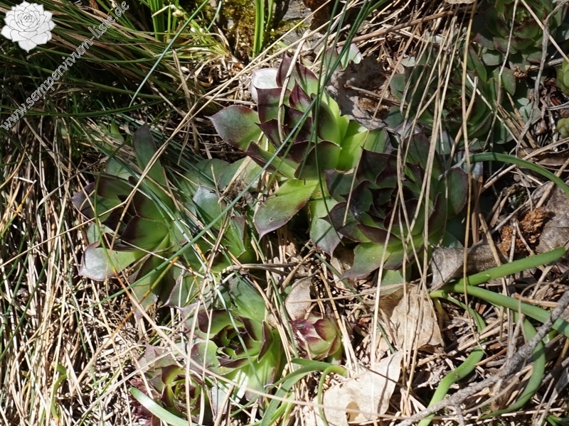 tectorum from Eisacktal, Keschtnweg