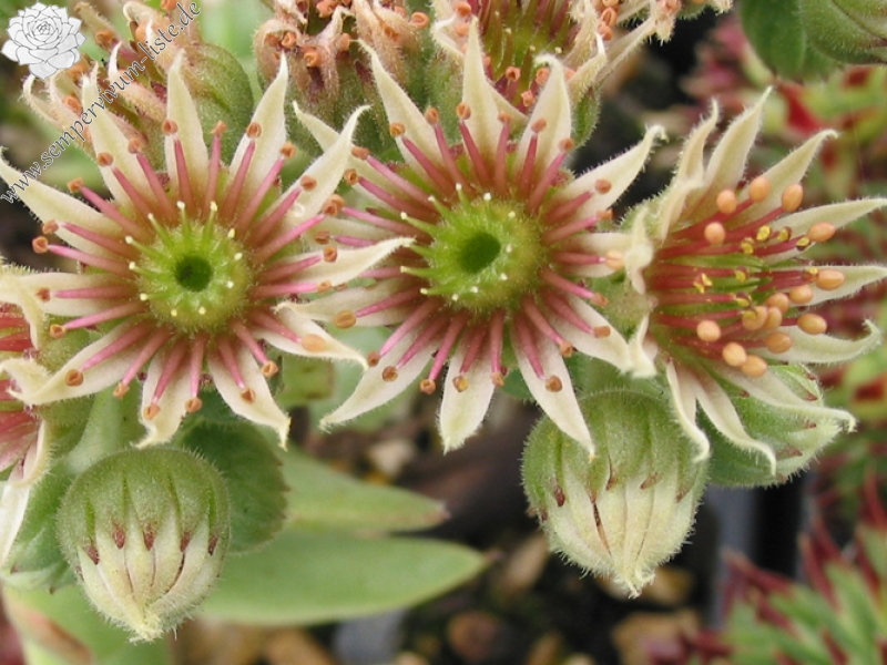 tectorum from "Eporn"