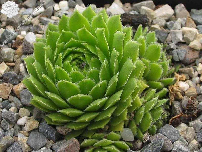 tectorum from Gimillian