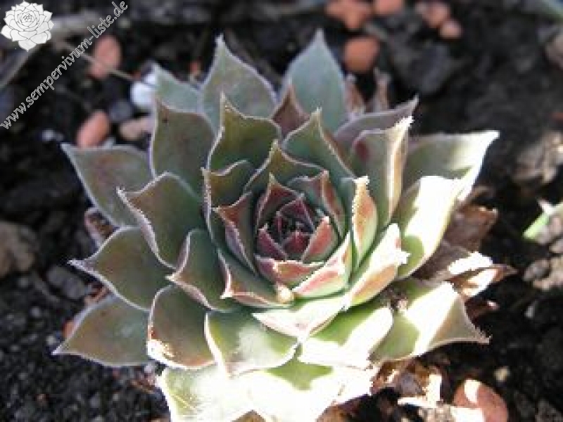 tectorum from Goldrain