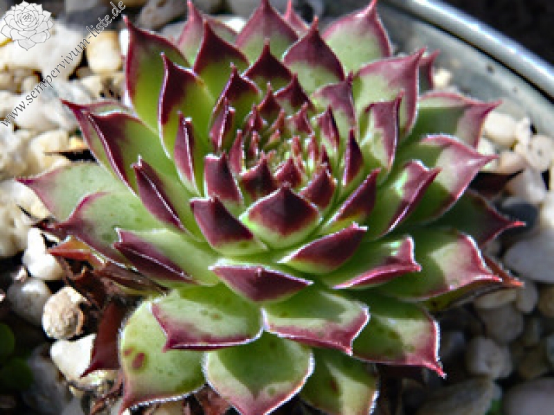 tectorum from Goldrain