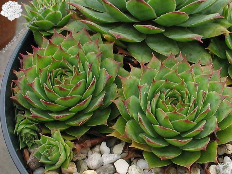 tectorum from La Tournette
