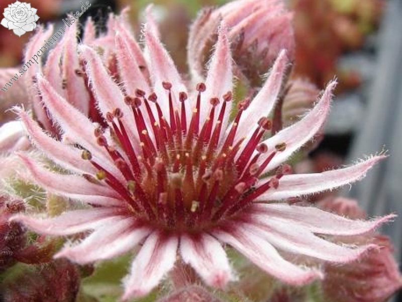tectorum from La Tournette