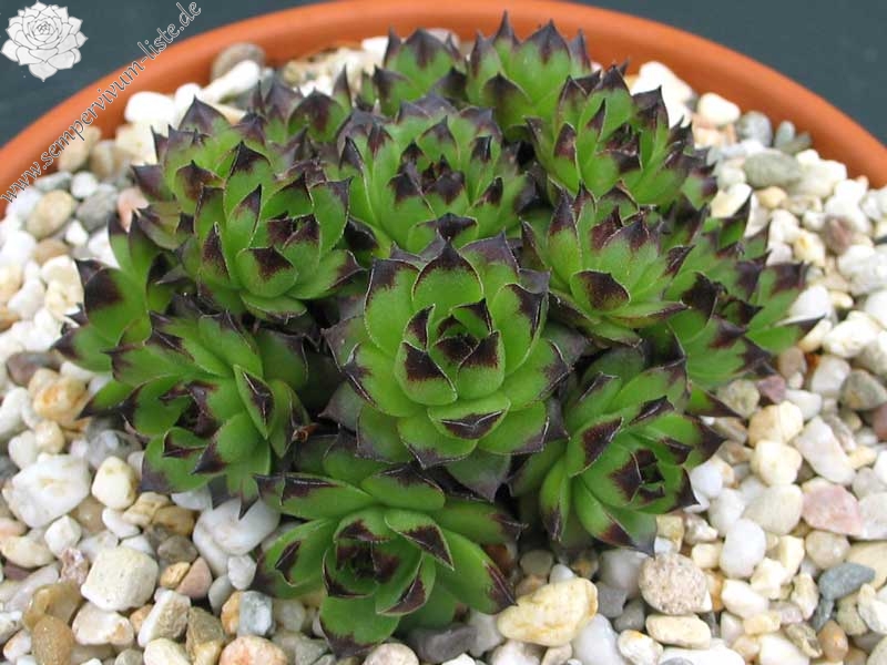 tectorum from Marchastel