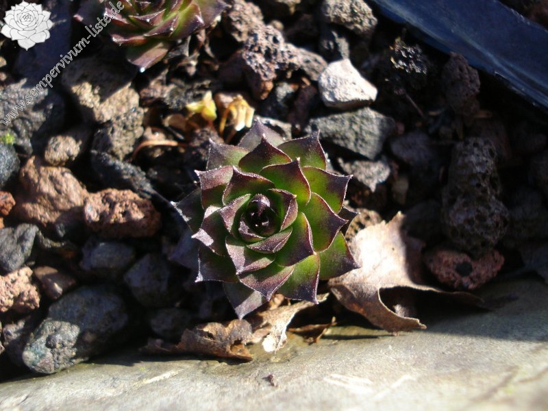tectorum from Marchastel