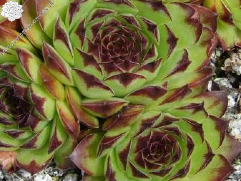 tectorum from Marchastel