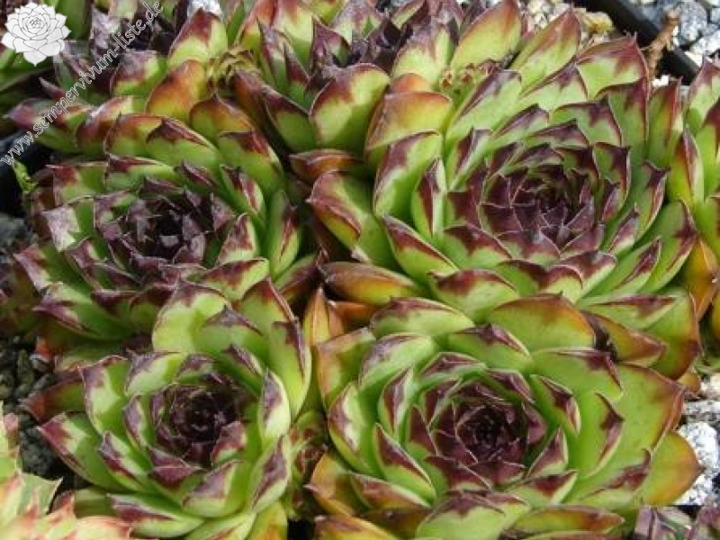 tectorum from Marchastel