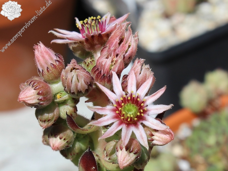 tectorum from Marchastel
