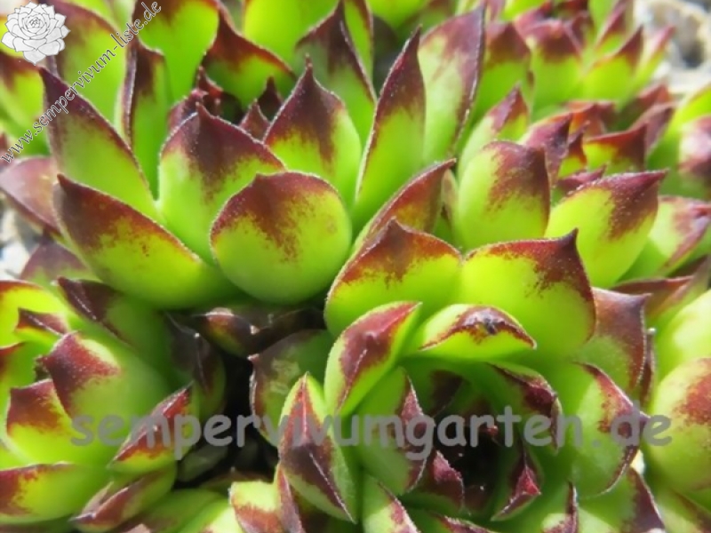 tectorum from Marchastel