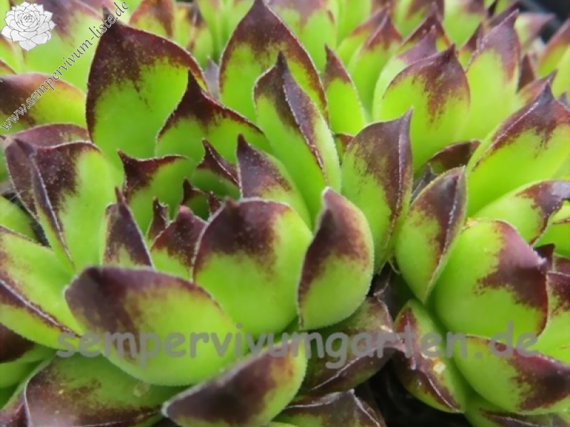 tectorum from Marchastel