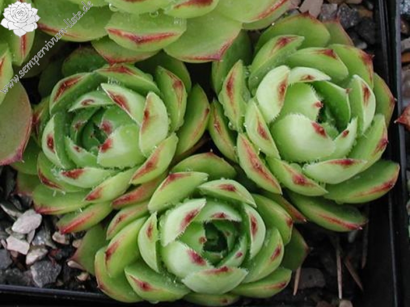 tectorum from Nîmes