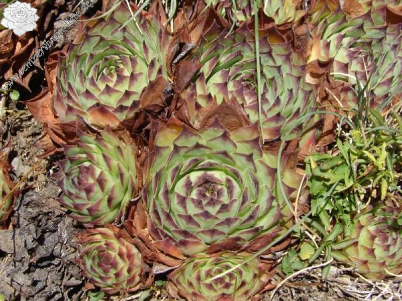 tectorum from Roche de Gourdon (Alm)