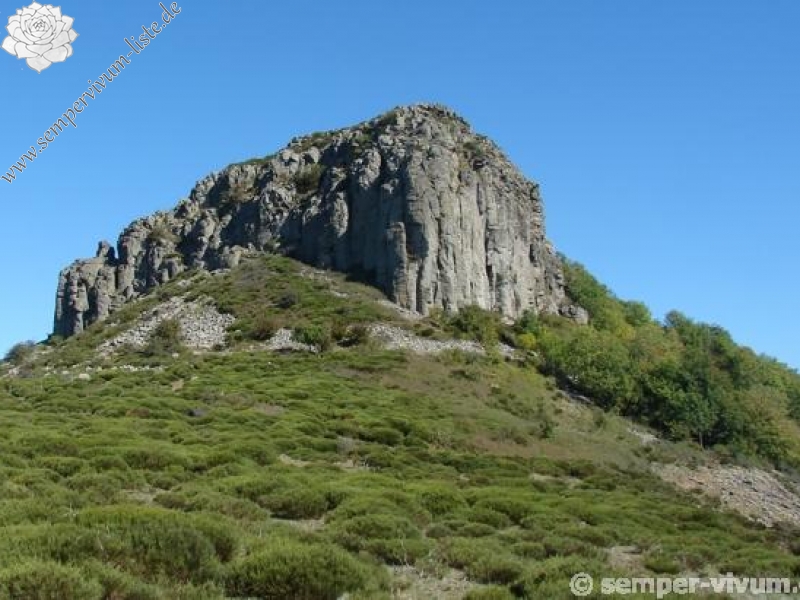 tectorum from Roche de Gourdon (Alm)