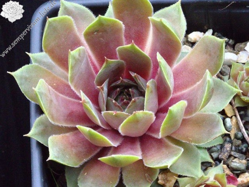 tectorum from Rovenaud