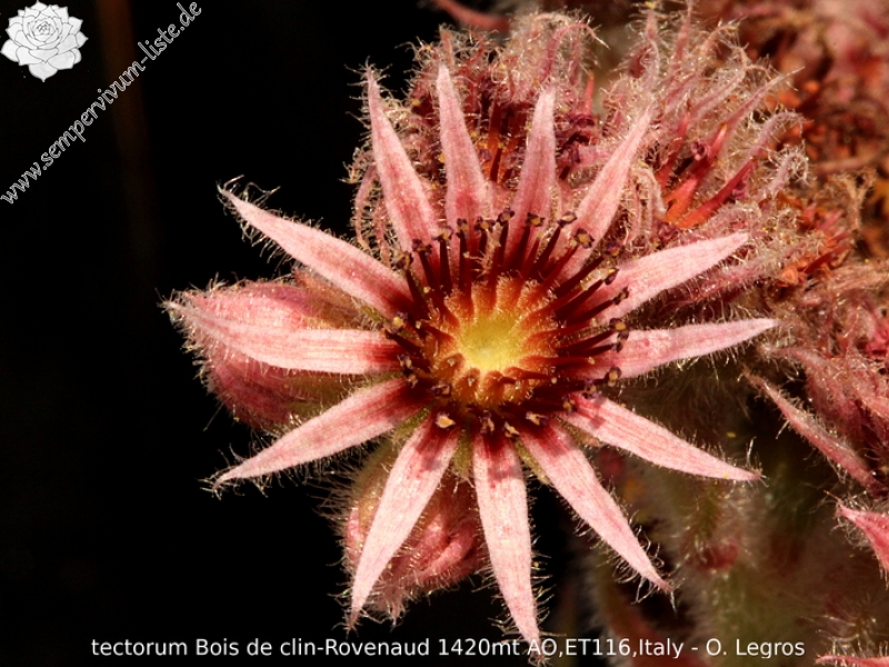 tectorum from Rovenaud