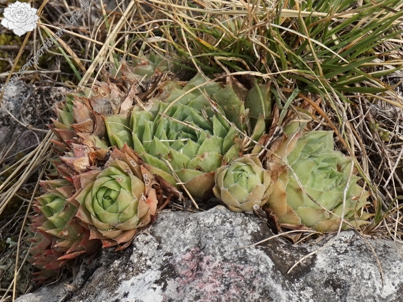 tectorum from Sarcatal