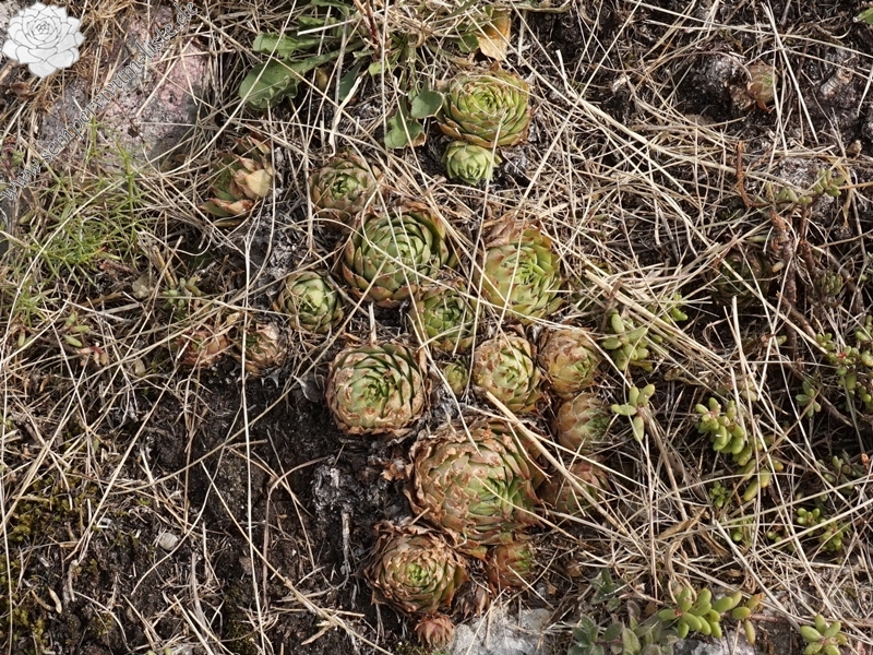 tectorum from Sarcatal