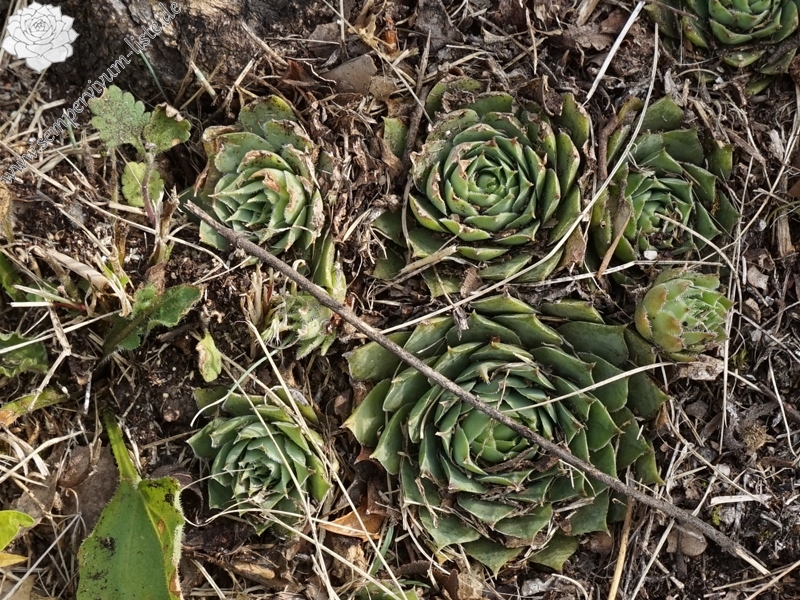 tectorum from Sarcatal