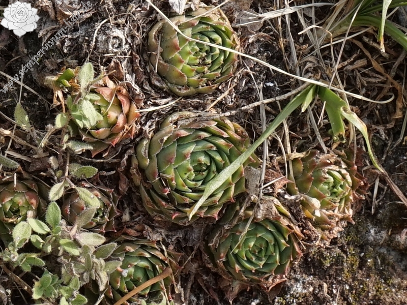 tectorum from Sarcatal