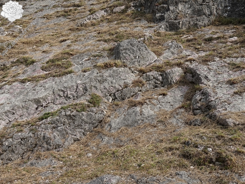 tectorum from Sarcatal