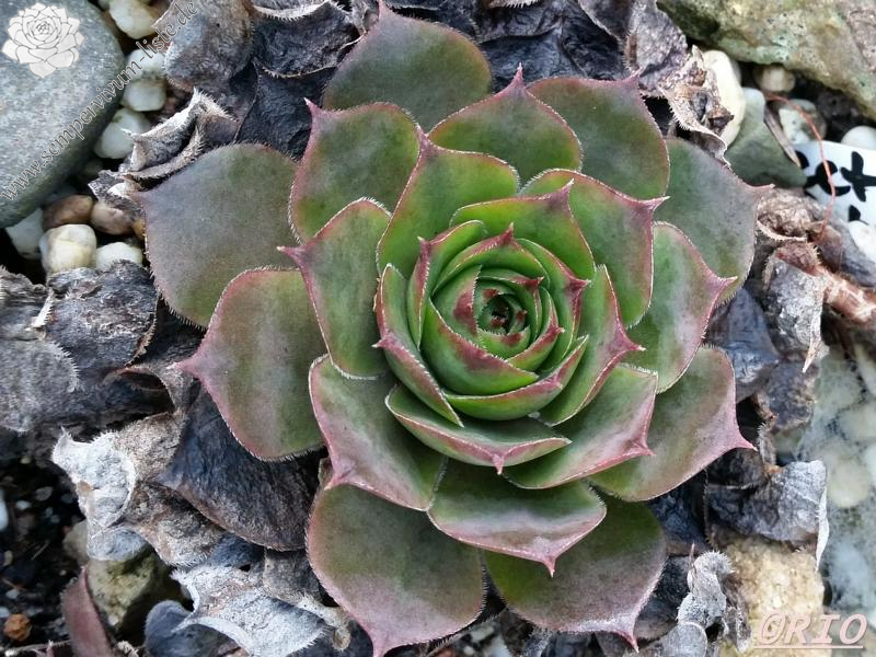 tectorum from Schwäbische Alb (Typ 1)