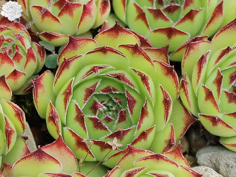tectorum from Sierra del Cadi